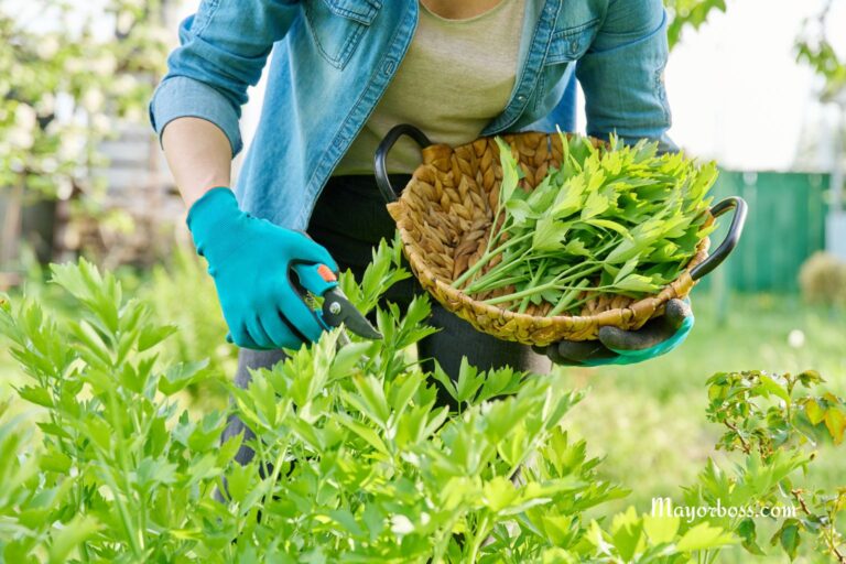 How to Grow Lovage Plants: How to Cultivate This Underrated Herb