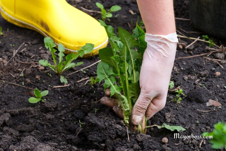 How to Kill Weeds Without Chemicals