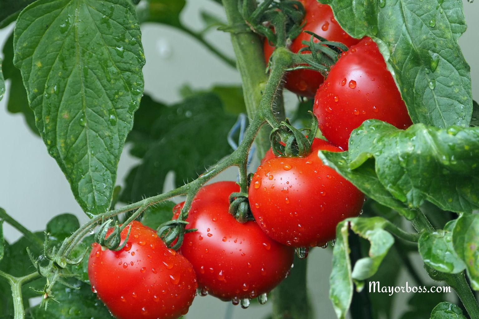How to Protect Tomatoes From Pests
