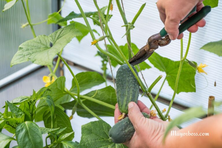 How to Prune Your Cucumber Plants for Bigger, Healthier Harvests