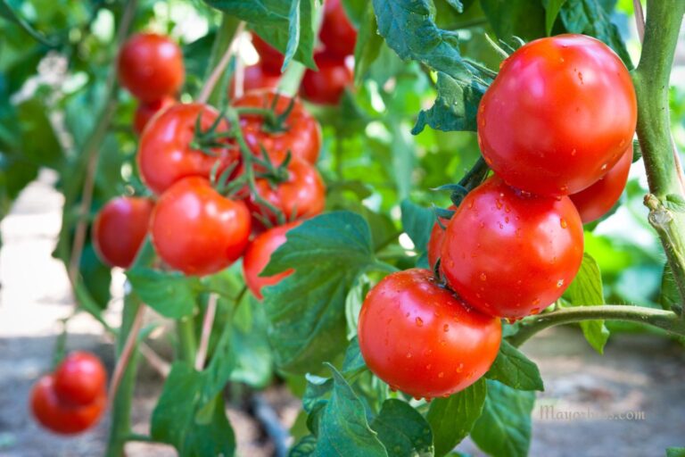 How to Use Baking Soda on Tomato Plants for Better Growth and Flavor
