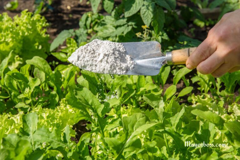 How to Use Diatomaceous Earth for Natural Pest Control Indoors and in the Garden