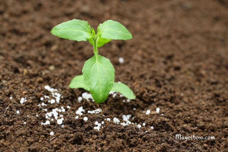How to Use Epsom Salt in Garden for Improving Plant Growth