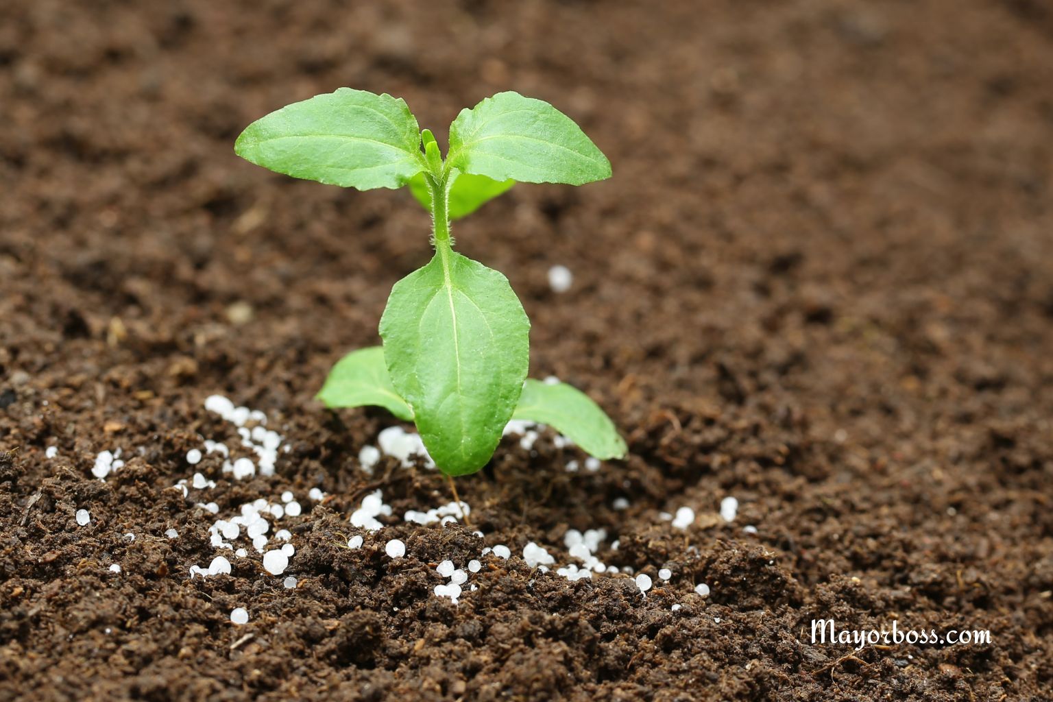 How to Use Epsom Salt in Garden for Improving Plant Growth