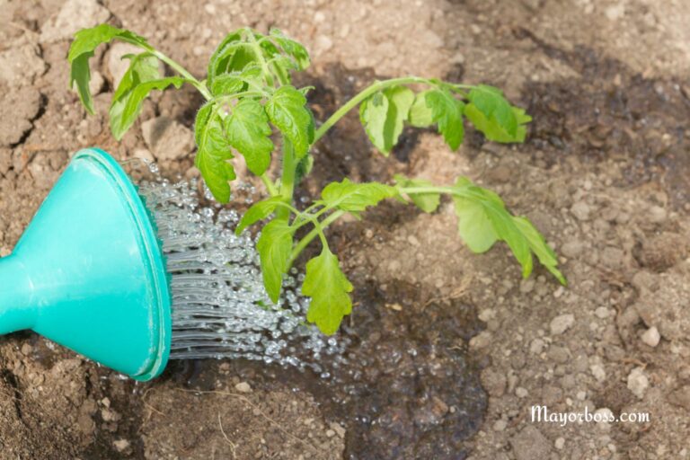 How to Water Tomato Plants Correctly