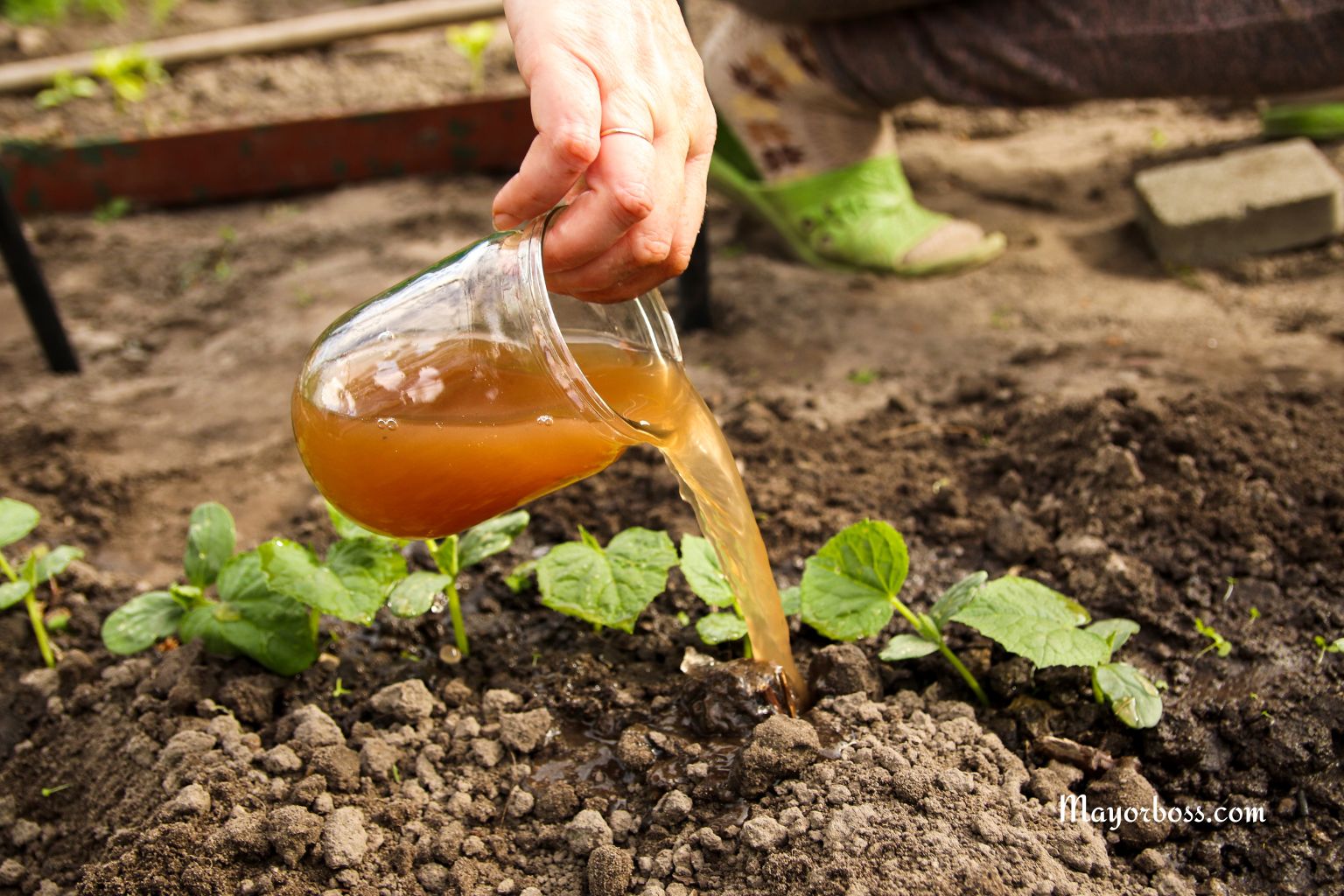 The Best Fertilizer for Tomatoes, Onions, Peppers, and Corn: Yield Up to 300% More!