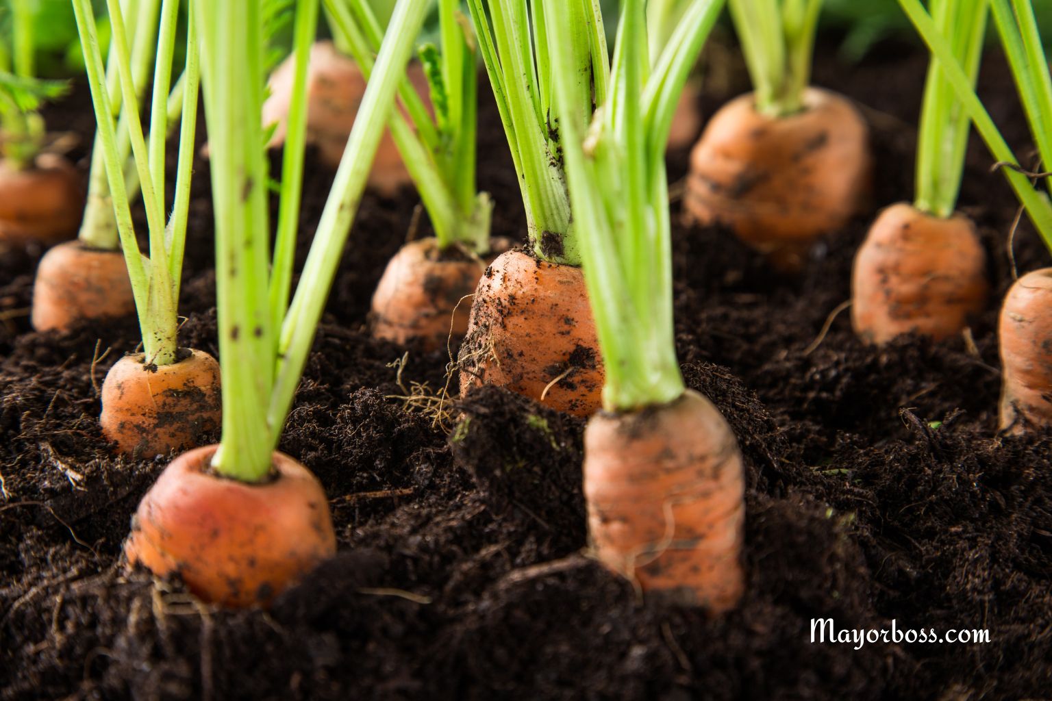 The Best Time to Harvest Carrots for Delicious Crunch, Flavor, and Maximum Freshness