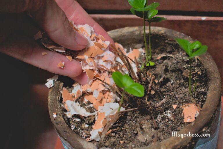 Are Eggshells Good for Plants? Here’s What Garden Experts Say