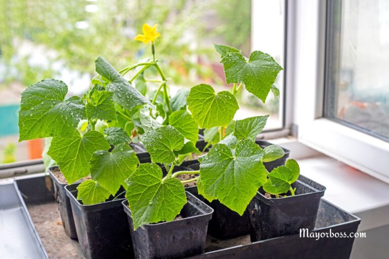 You Can Grow Cucumbers In Pots—Here’s How