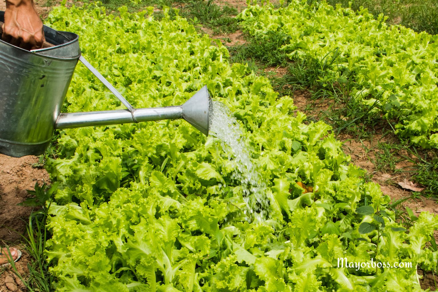 How to Water Lettuce Plants Correctly