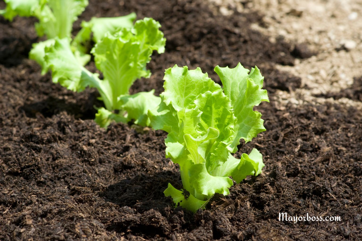 How to Grow Crisp, Fresh Lettuce Right at Home