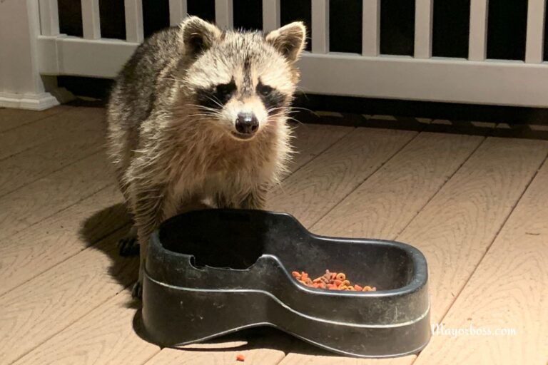 10 Things You’re Leaving Outside That Attract Raccoons Fast (And How To Keep Them Away)
