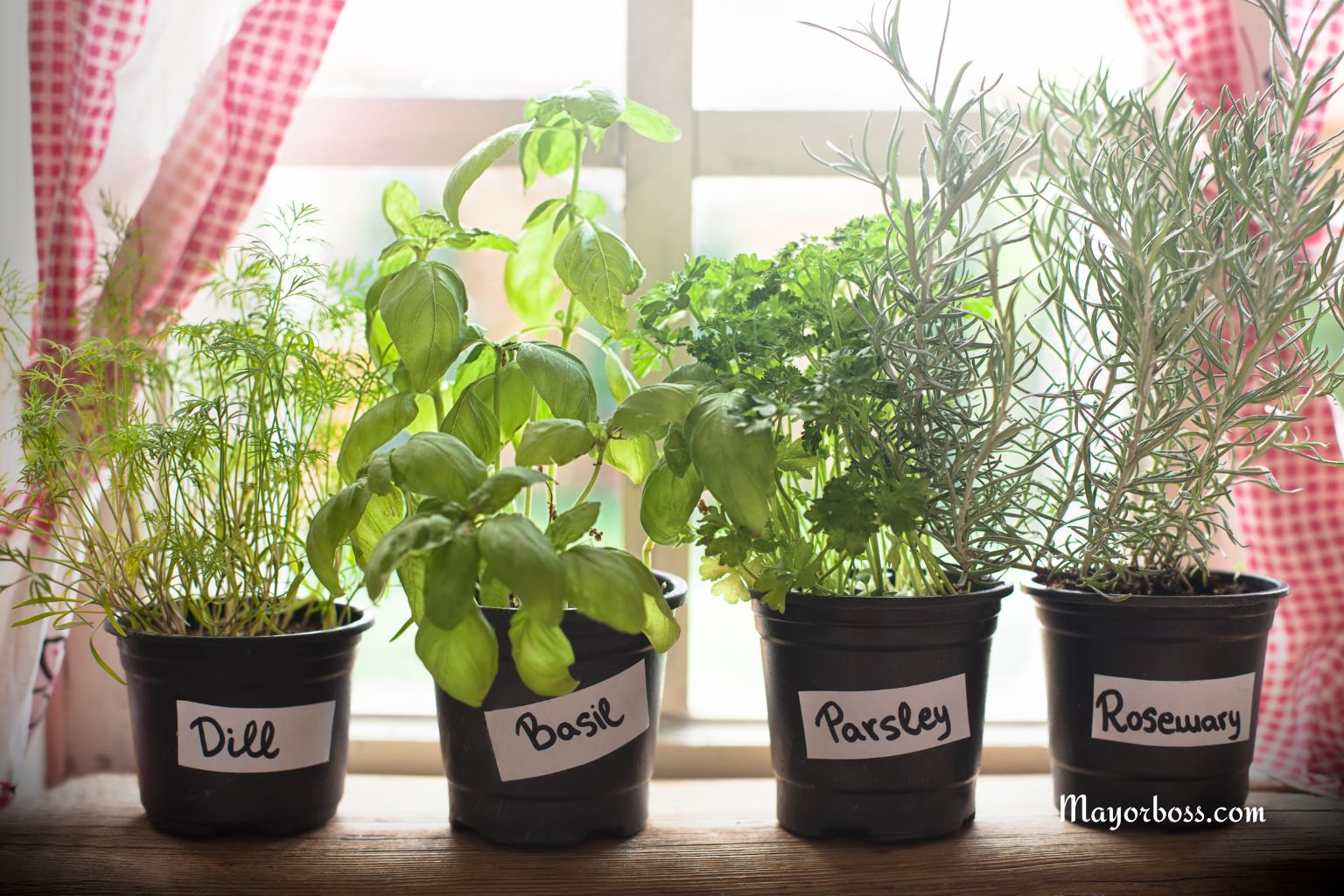7 Houseplants That Will Blossom in Your Kitchen