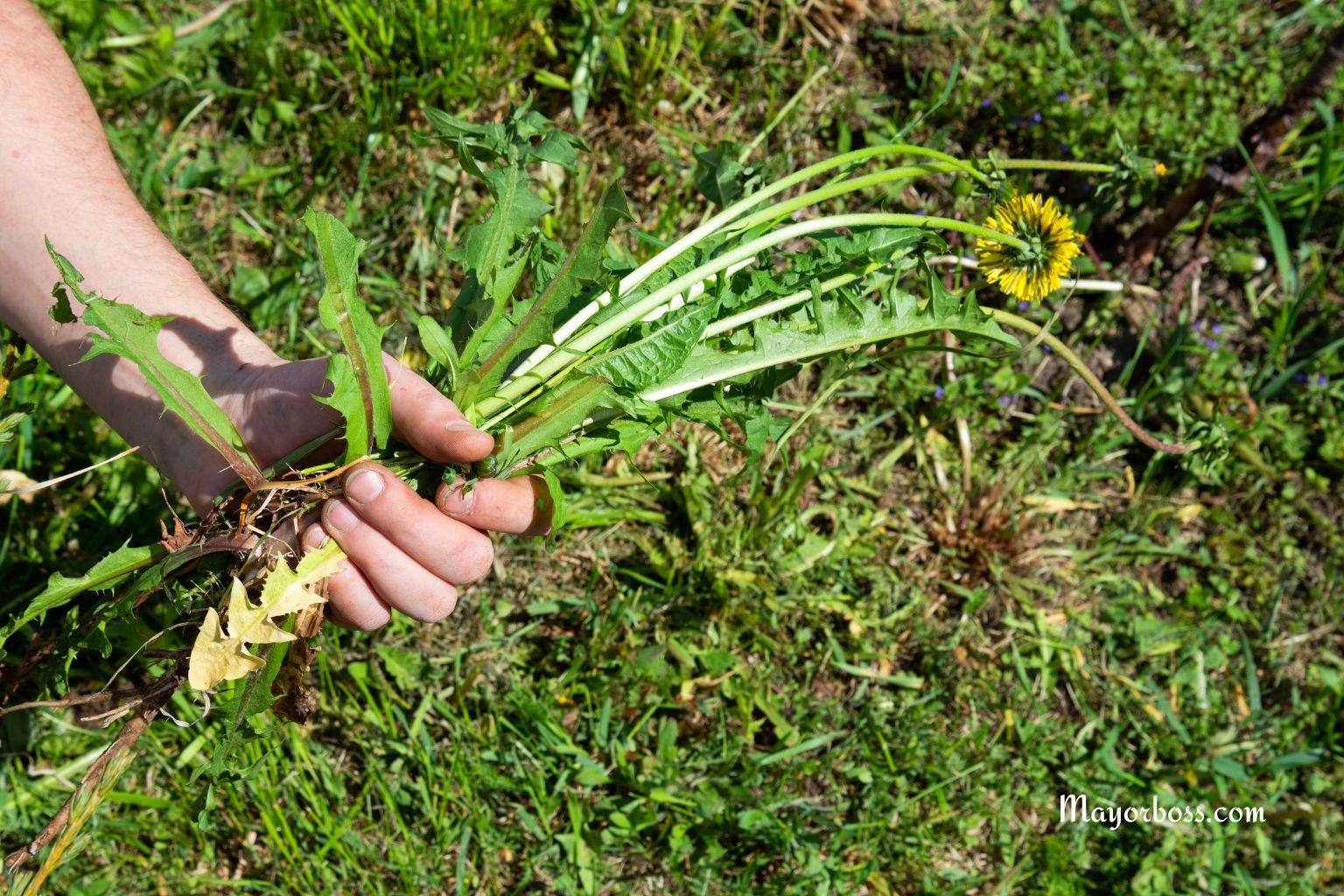 How To Get Rid Of Weeds Without Killing Grass