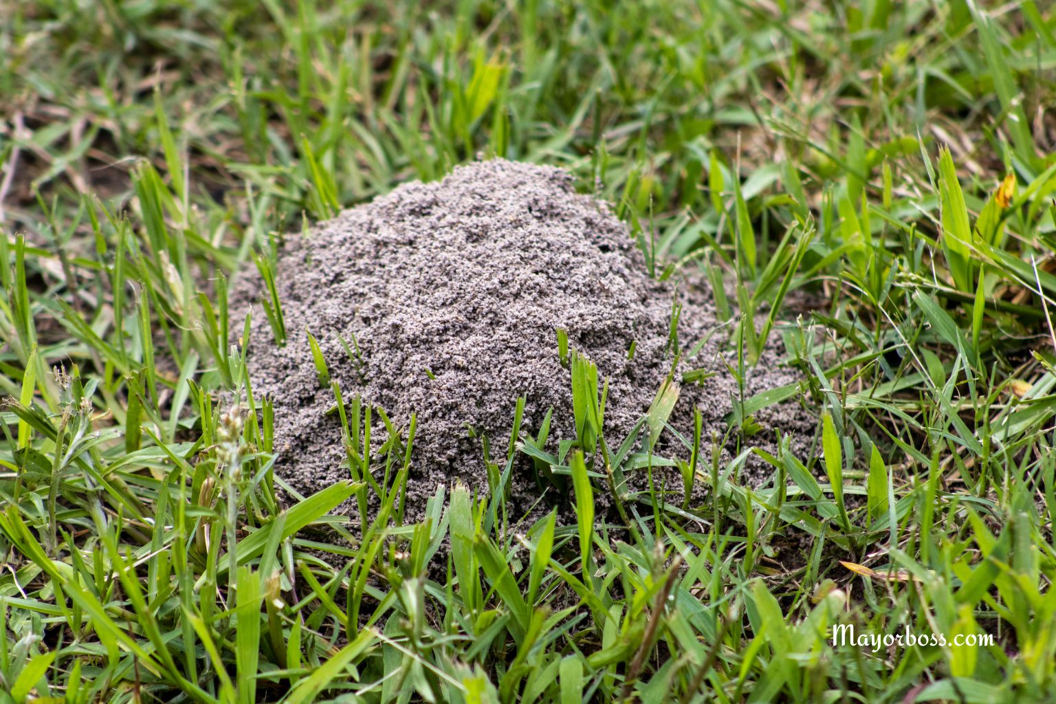 How To Keep Ants From Building Hills In Your Lawn