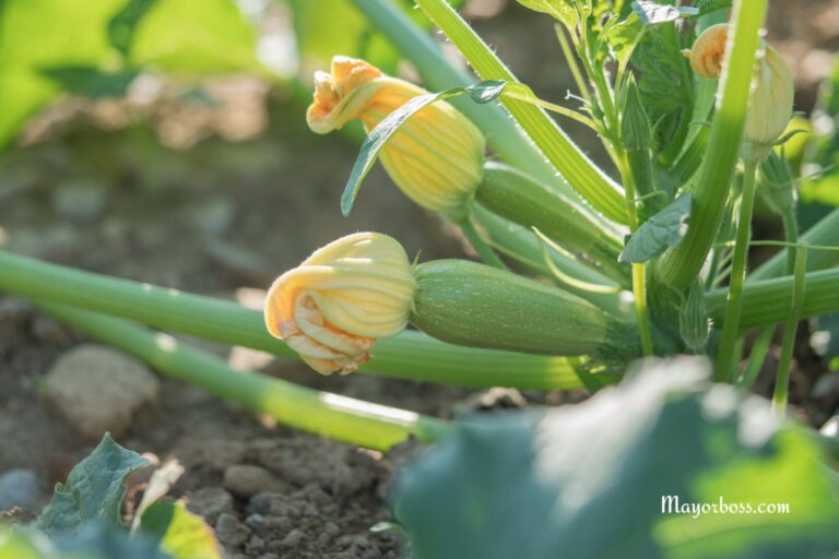 How to Get Your Zucchini to Produce Fruit