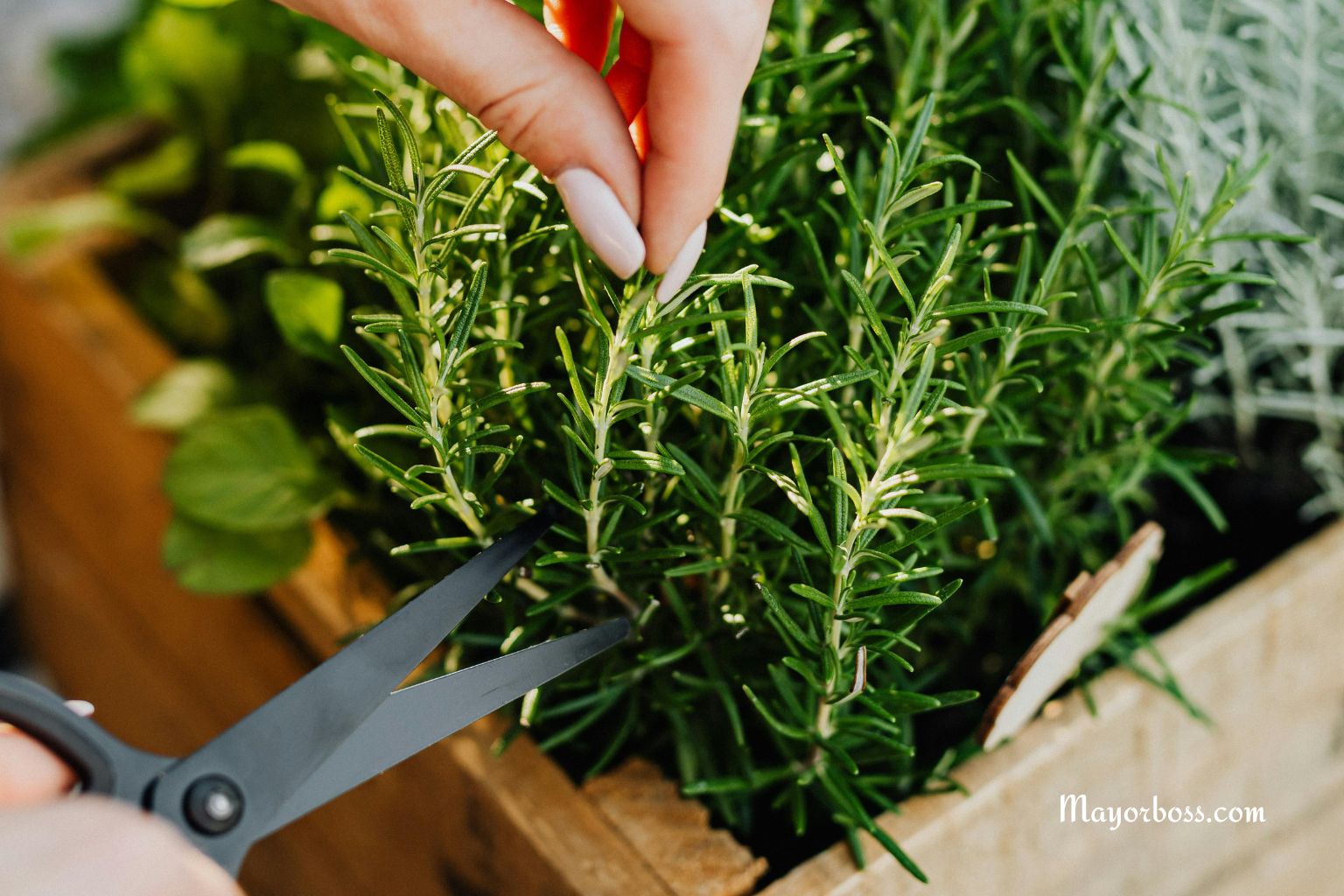 How to Grow and Care for Rosemary
