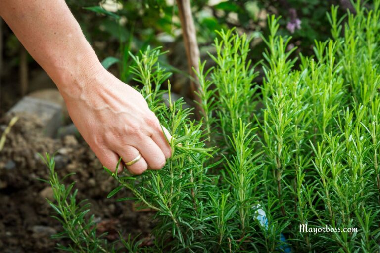 How to Harvest Rosemary Properly So It Keeps Producing More Leaves