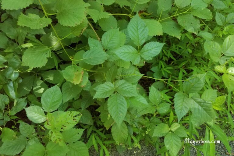 How to Kill Poison Ivy (And Keep It From Coming Back)