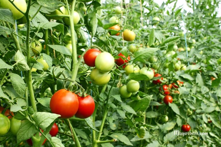 How to Speed Up Tomato Ripening in Your Garden