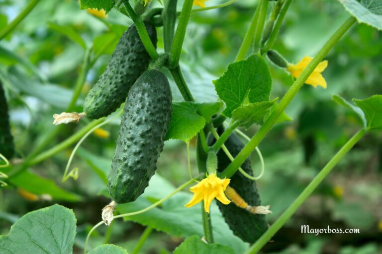 How to Use Wood Ash to Fertilize Cucumbers for a Bountiful Harvest