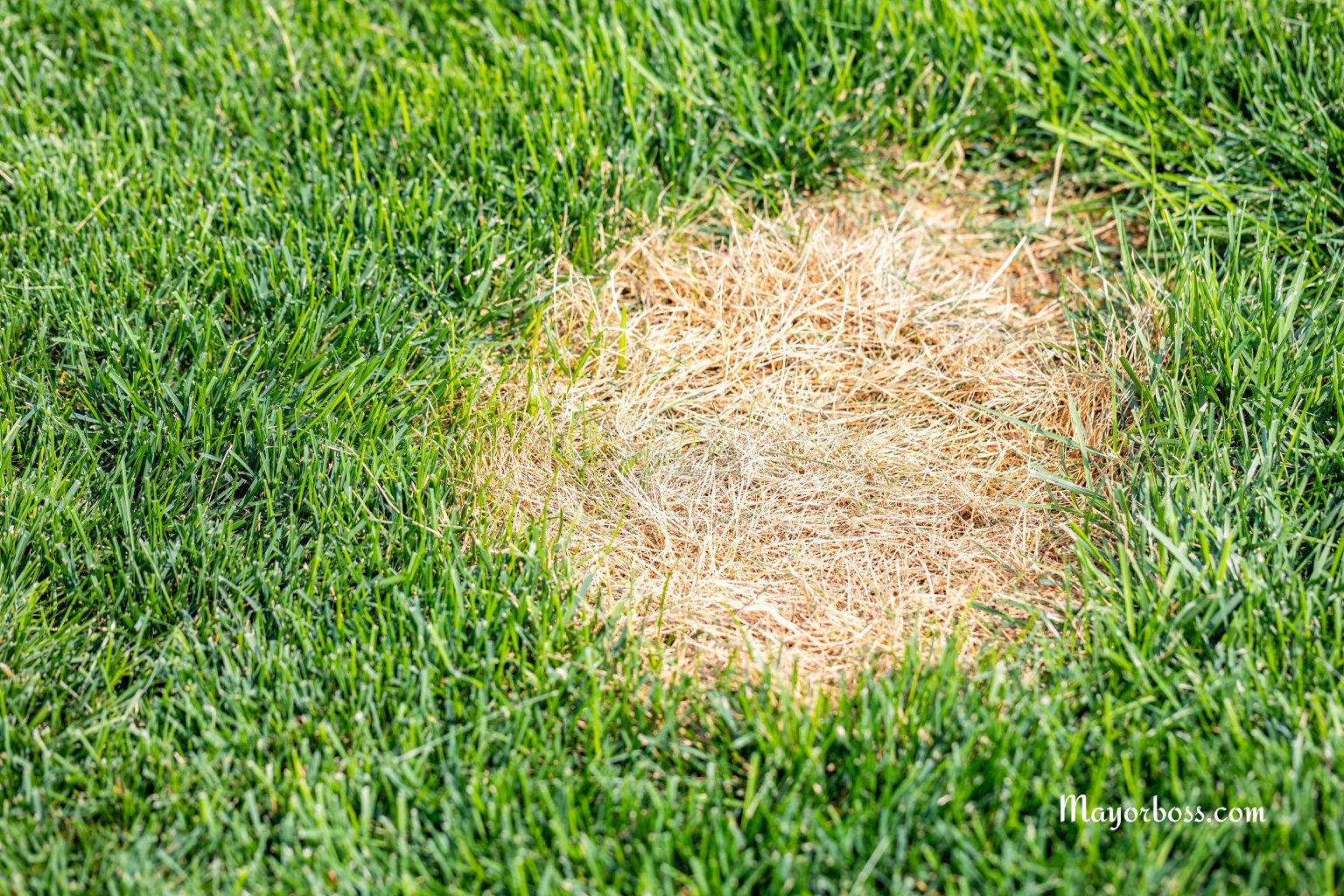 If You See These Signs in Your Lawn, Your Grass May Not Last Much Longer
