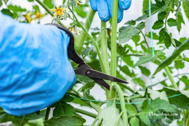 Stop Removing Tomato Suckers—Try This Smart Gardening Tip Instead