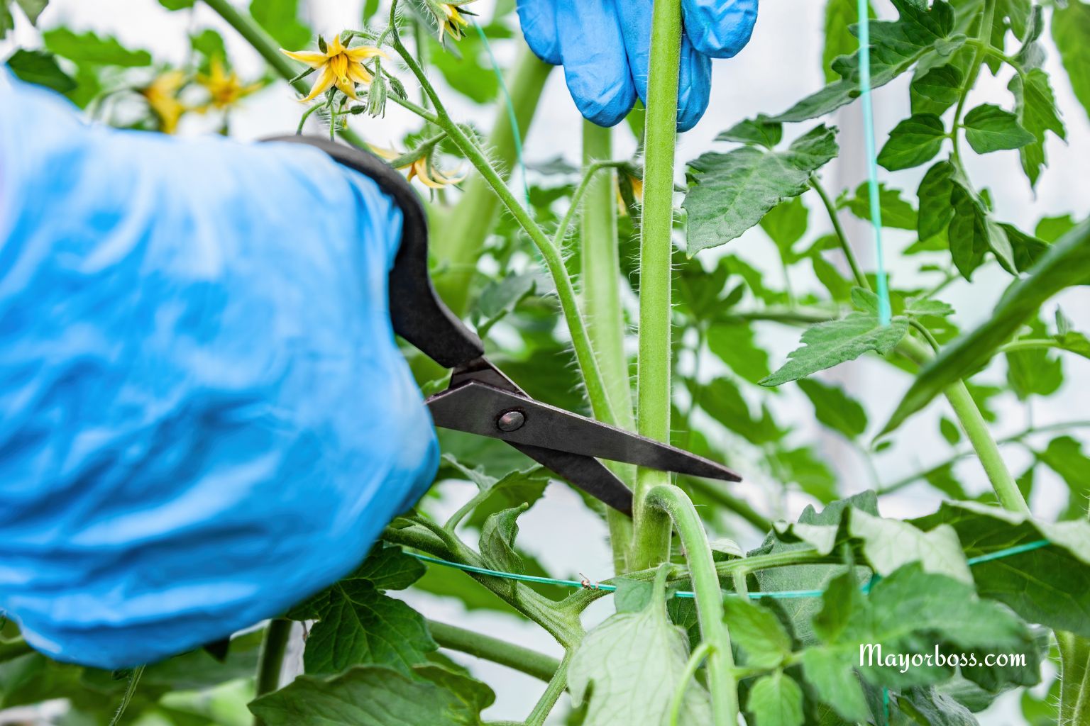 Stop Removing Tomato Suckers—Try This Smart Gardening Tip Instead
