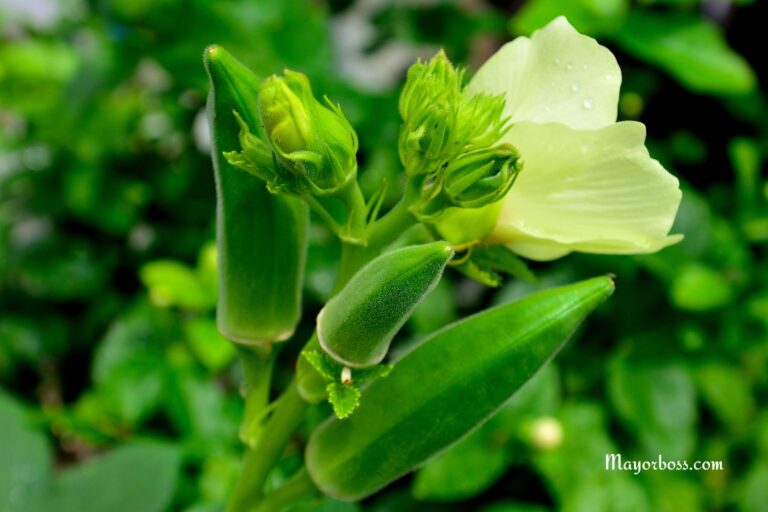 These 10 Vegetables Thrive in Summer Heat—Perfect for Your Garden