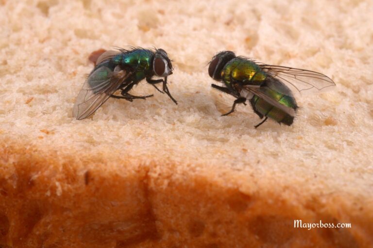 Toss These 2 Spices in Your Trash Can to Keep Flies Away All Summer