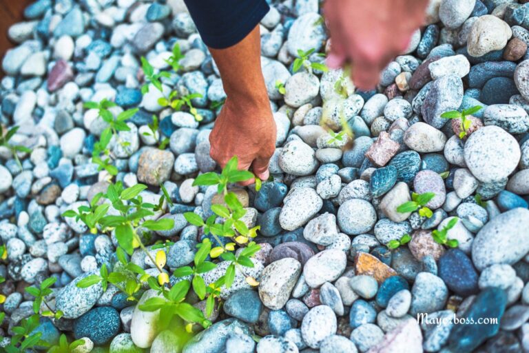Use These Methods to Remove Weeds from Your Gravel And They’ll Never Come Back
