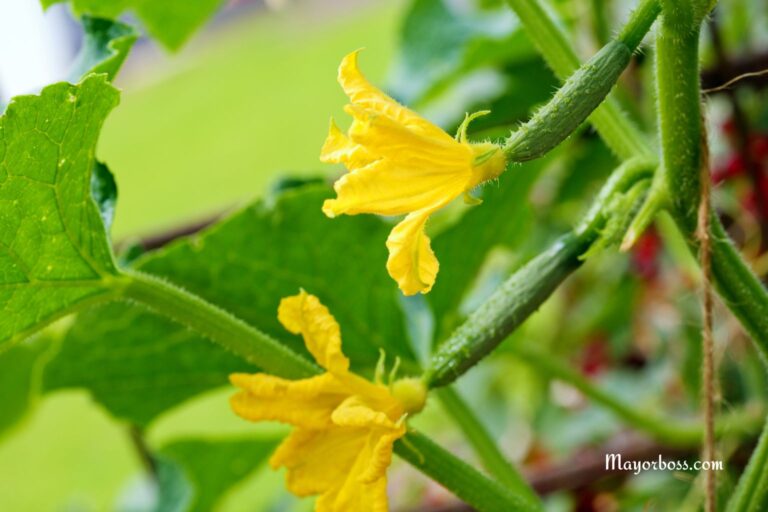 What to Spray Cucumbers in Your Garden for More Ovaries and Faster Growth