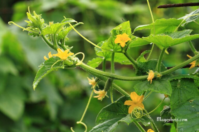 Why Your Cucumber Plants Aren’t Producing Cucumbers