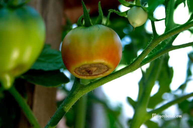 Why Your Tomatoes Are Rotting on the Bottom (And How to Fix It Fast)
