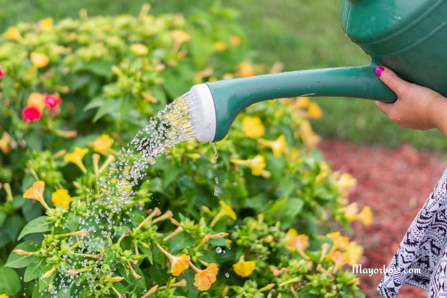 Wilting Plants? Here Are 10 Ways to Save Your Garden in a Heat Wave