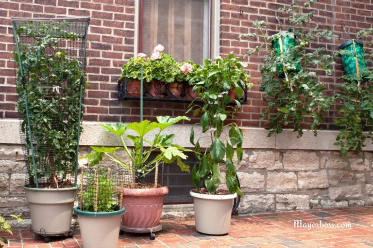 Don’t Let the Heat Kill Your Container Plants – Here’s How Often You Need to Be Watering Them