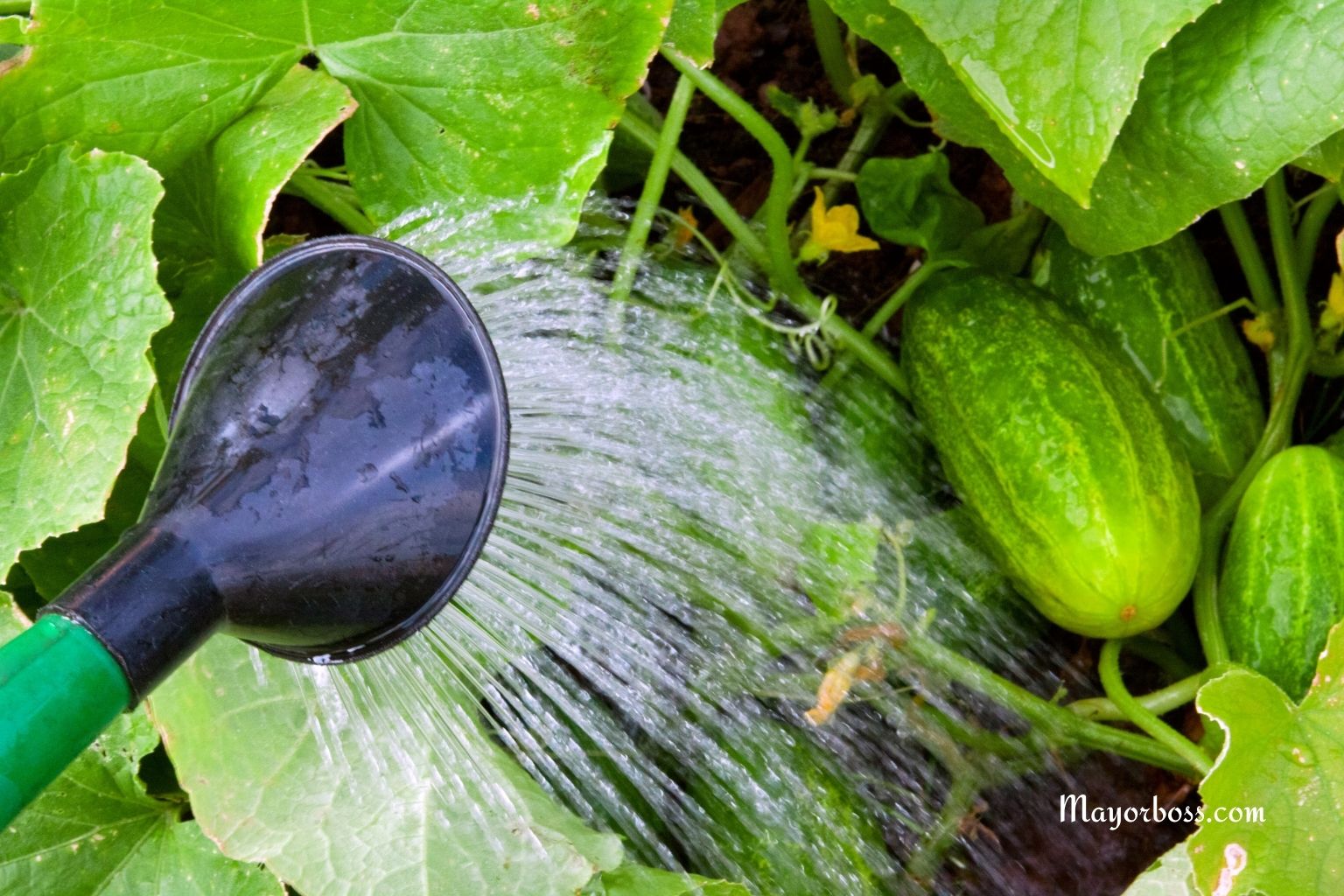 How to Water Cucumber Plants Correctly