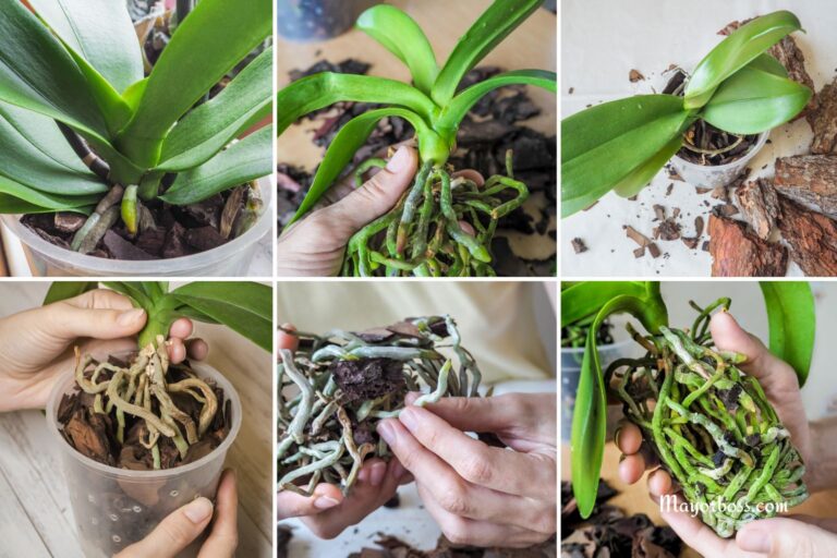 Revive Your Dying Orchid and Keep It Blooming for Decades, Here’s How