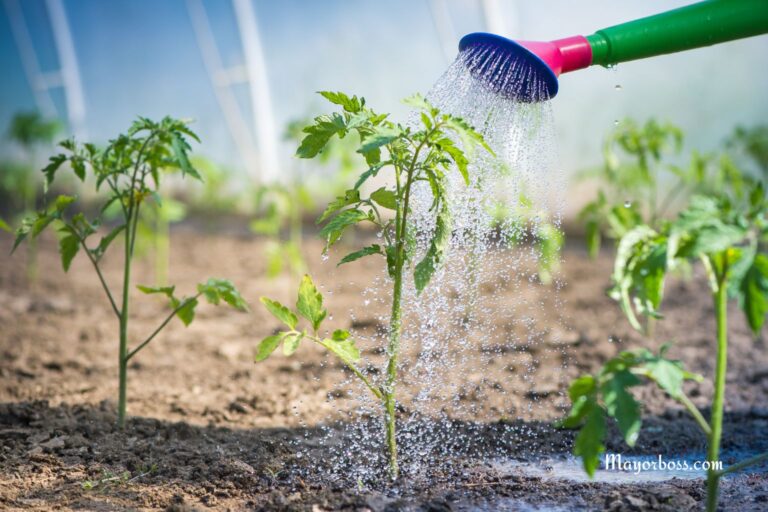 Stop Overwatering These 7 Vegetables. It Will Ruin Your Harvest
