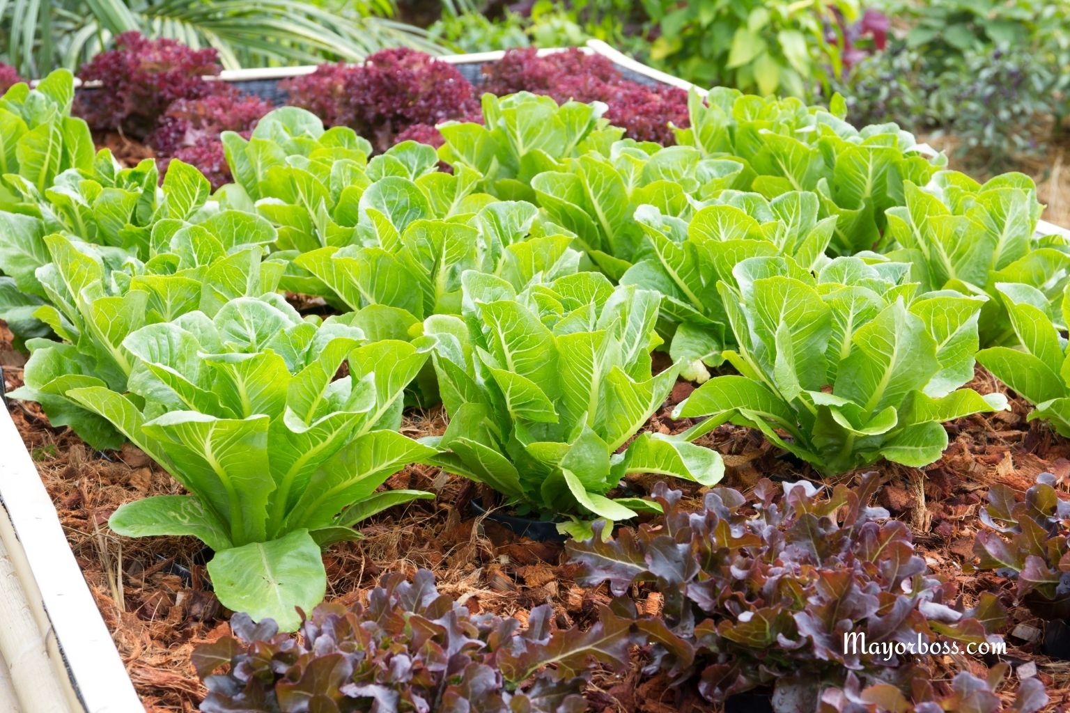 Plant This in August and Reap a Huge Harvest in September: 6 Crops That Are Not Too Late to Sow