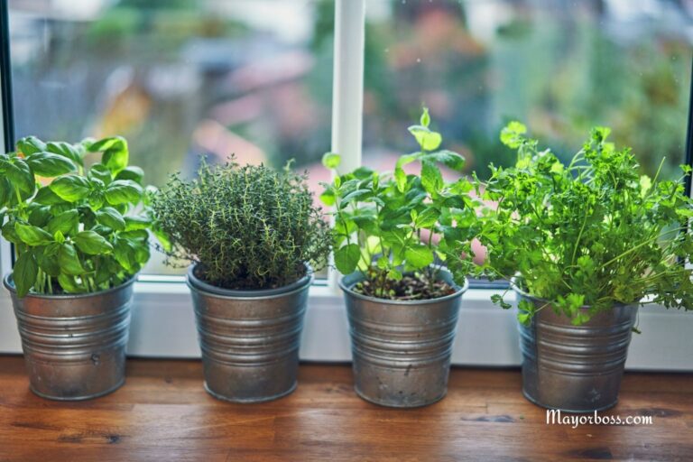 How to Grow Herbal Tea Plants Right on Your Windowsill