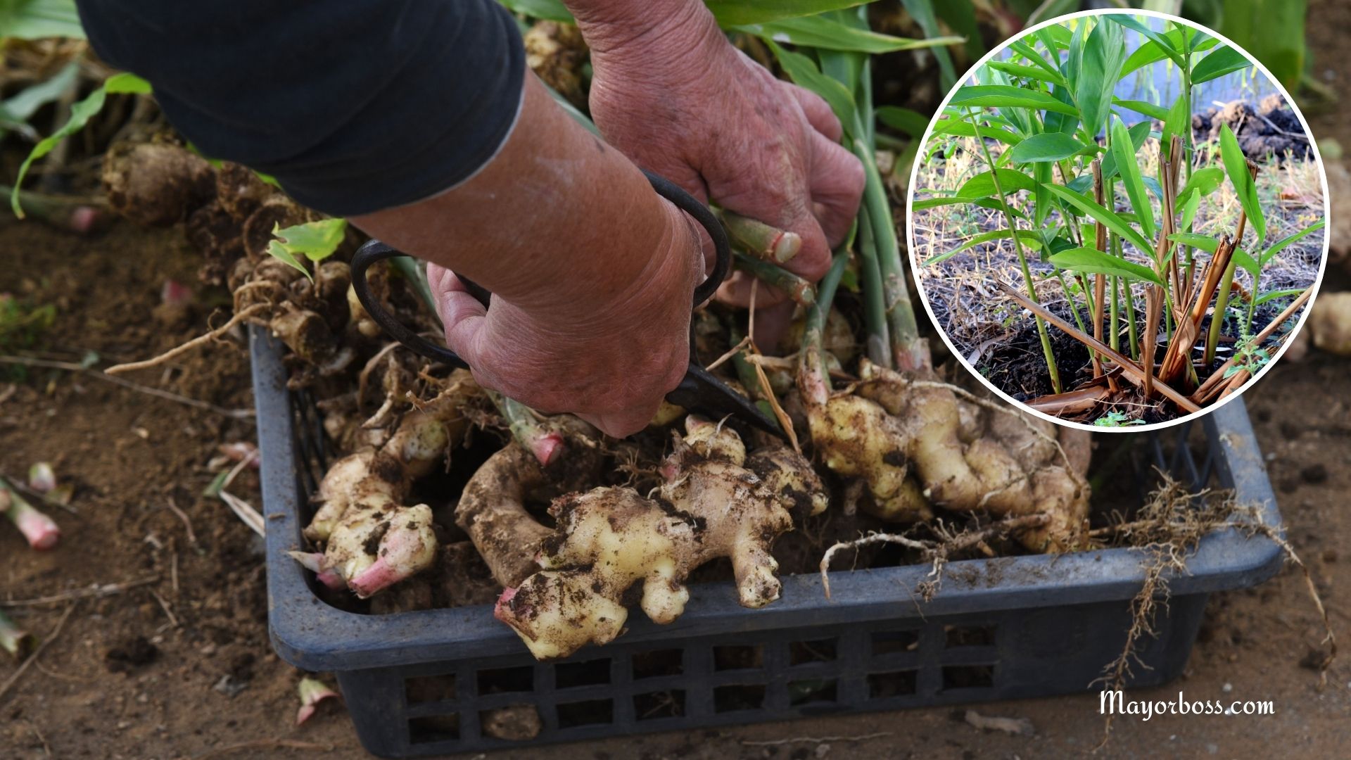 How to Plant Ginger Like a Pro