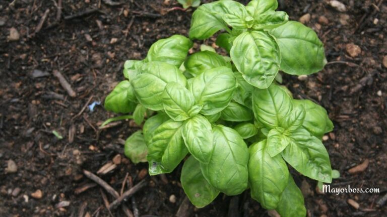 7 Pest-Repelling Herbs That Make Great Companion Plants