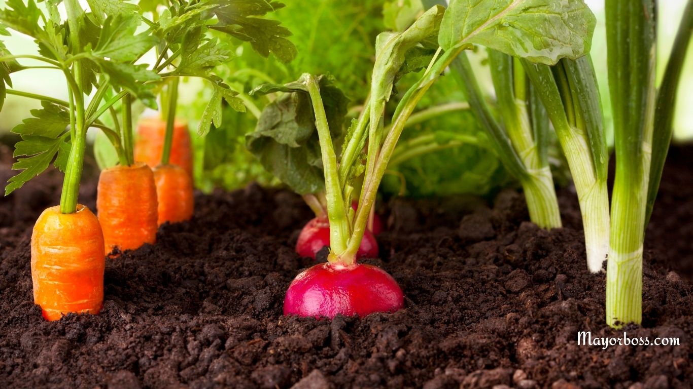 10 Vegetables to Plant in April Before It’s Too Late