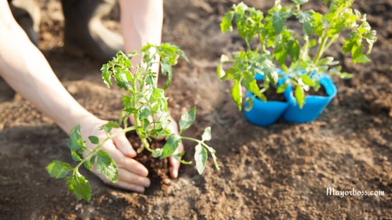 What Food You Should Grow In The Month Of May